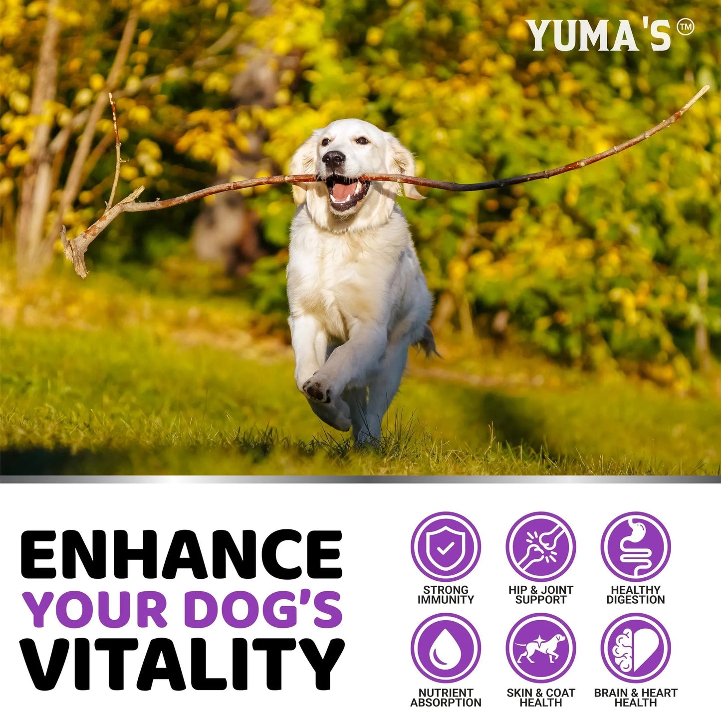 Dog Multivitamin Chewable with Glucosamine