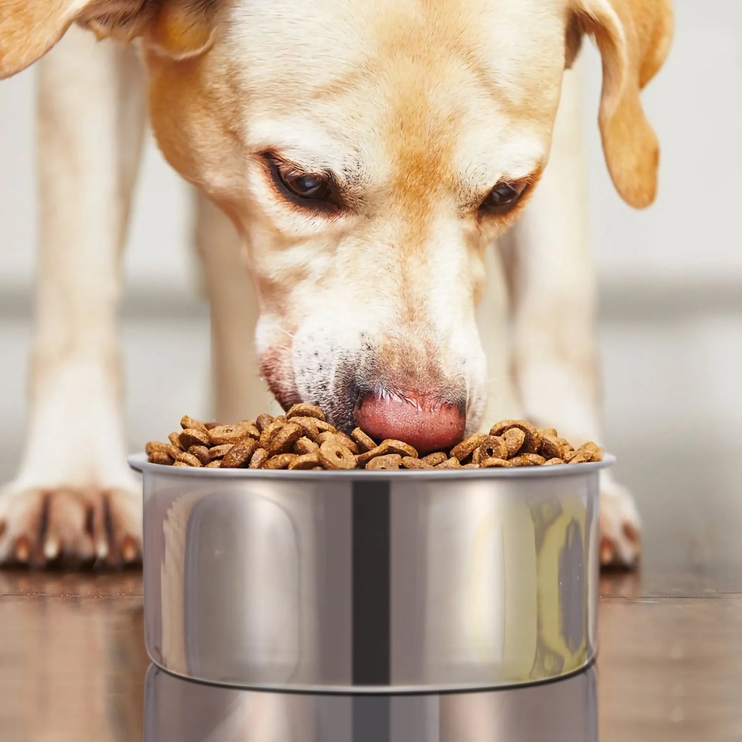 Stainless Steel Dog Bowl Pets Hanging Food Bowl